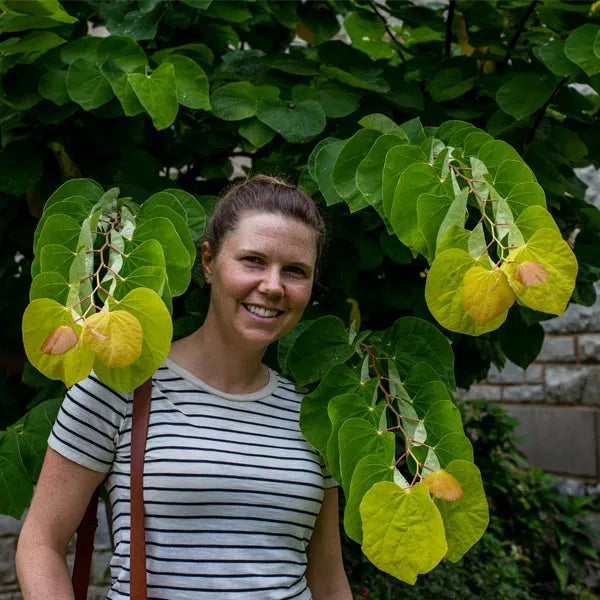 RISING SUN REDBUD 3gal