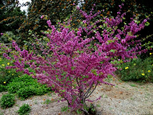 WESTERN MEXICAN REDBUD NATIVE 5Ggal