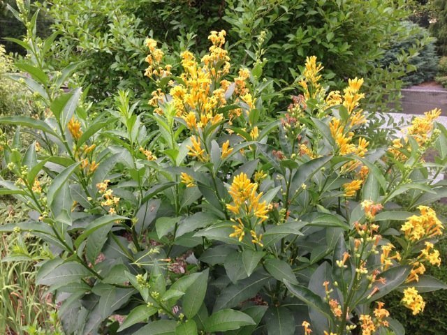 ORANGE PEEL JESSAMINE 2gal
