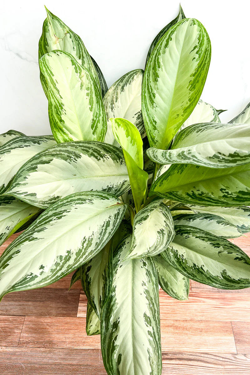SILVER BAY CHINESE EVERGREEN 6in