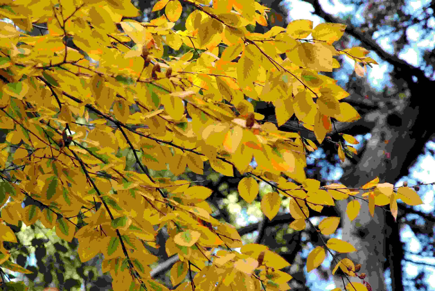 WHITEBARK HIMILAYAN BIRCH 10gal