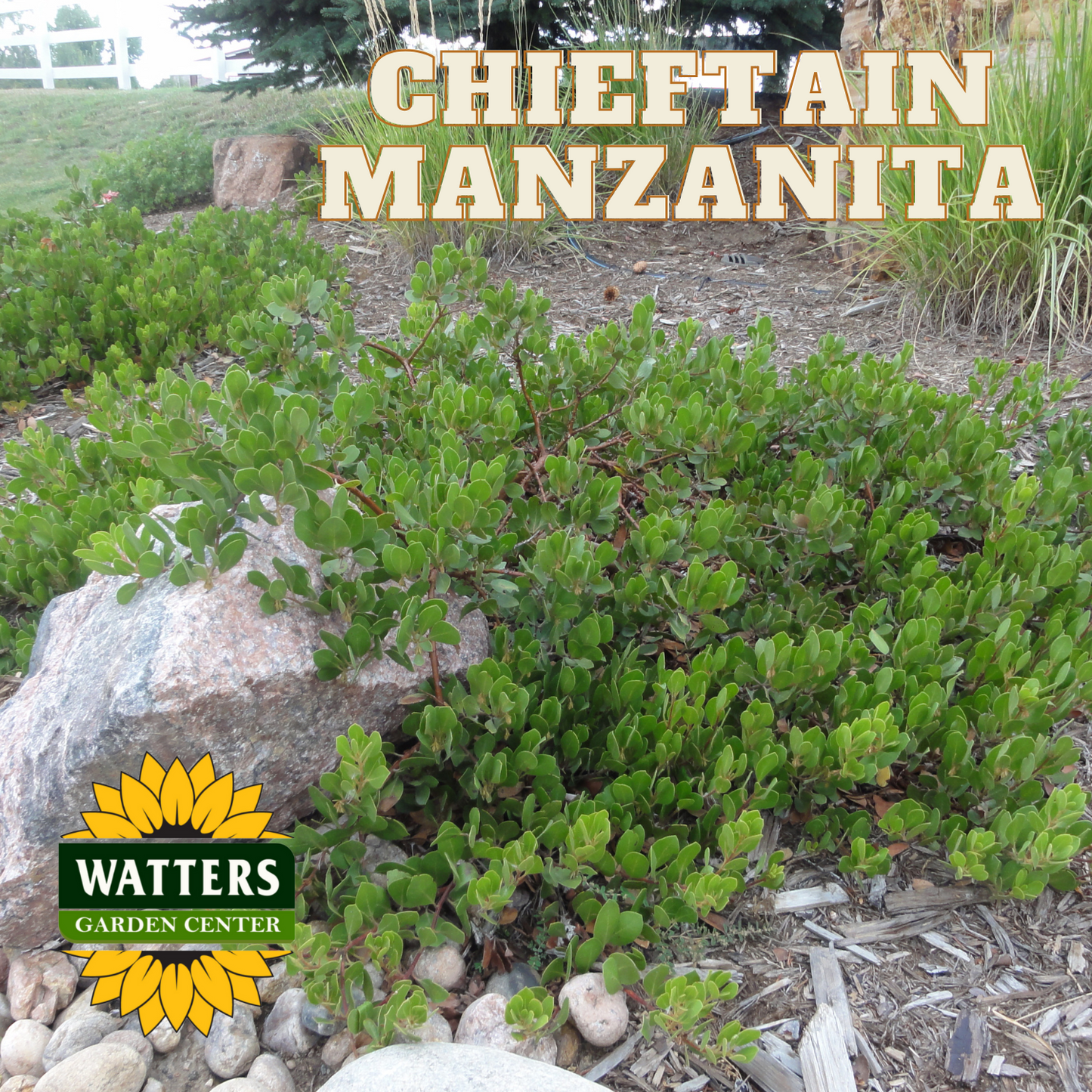 Manzanita Chieftain 3gal
