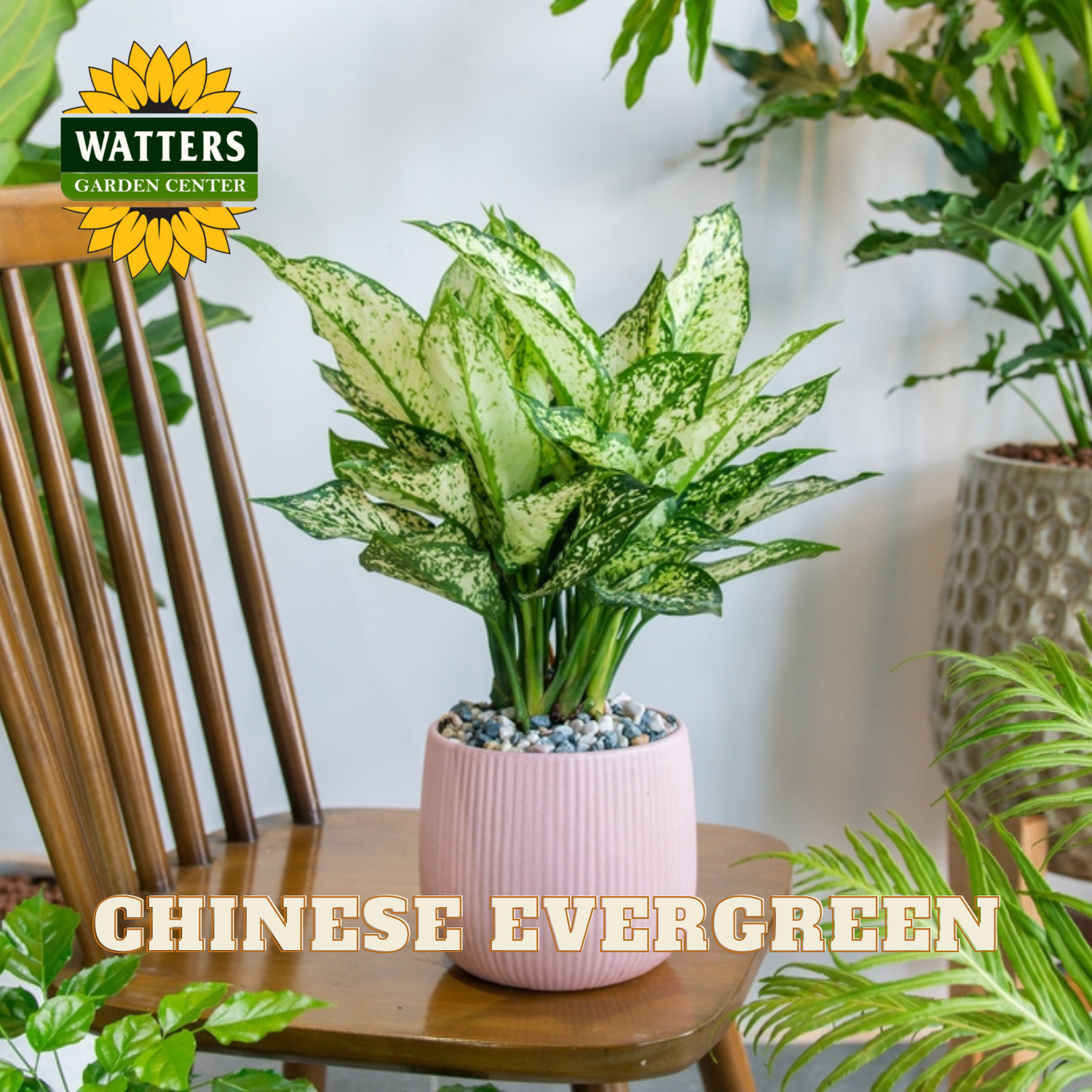 chinese aglaonema SNOWFLAKE CHINESE EVERGREEN 6 IN – Watters Garden Center