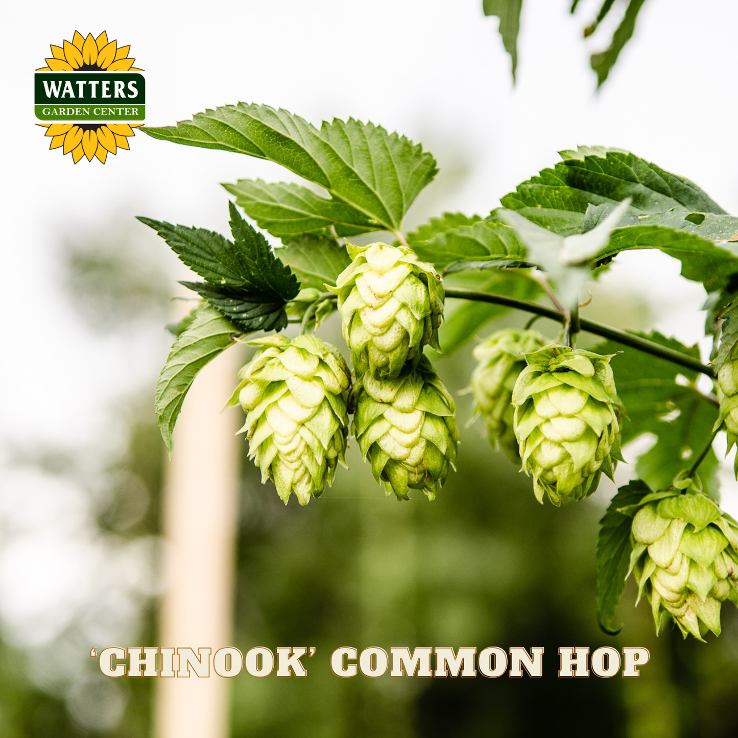 ‘Chinook’ Common Hop (Humulus lupulus 'Chinook') - 1 gallon