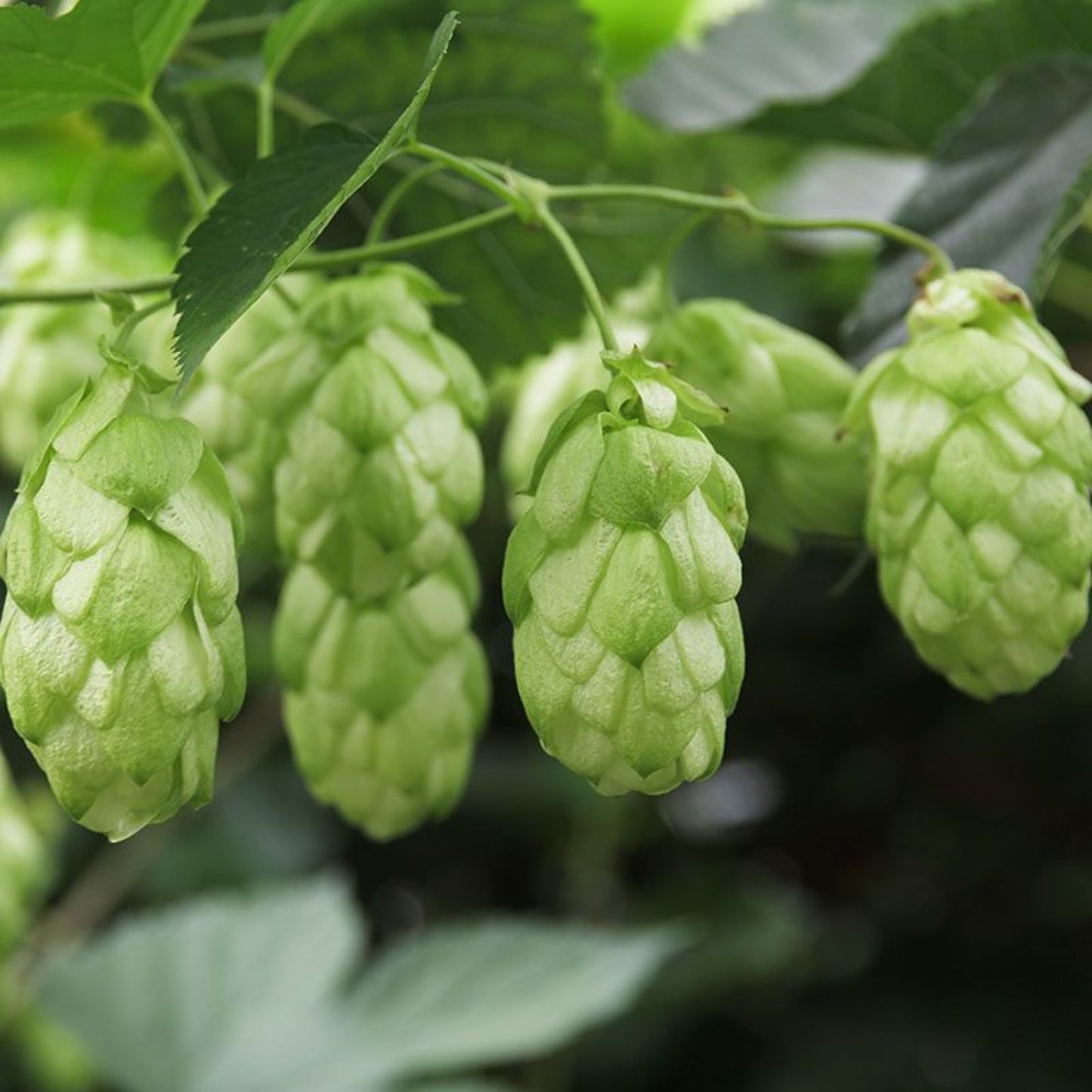 Green hop cones hanging from vines with leaves in a natural outdoor setting.