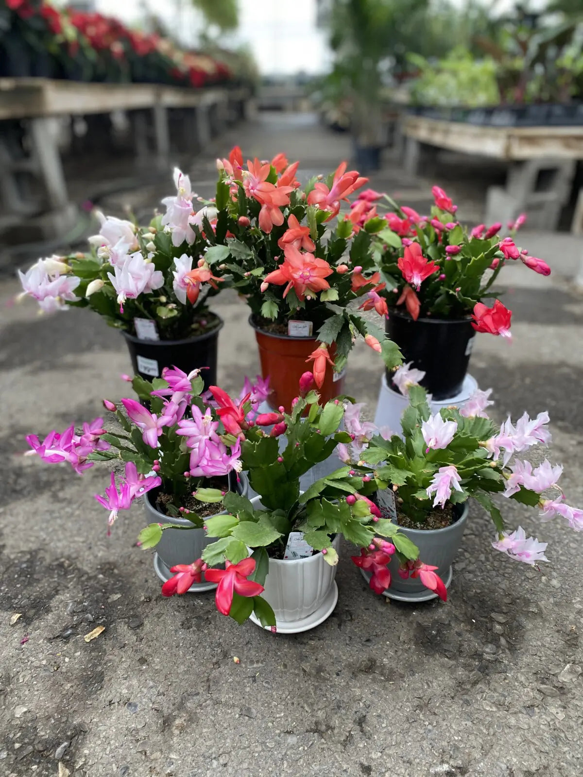 ZYGO CACTUS 4in