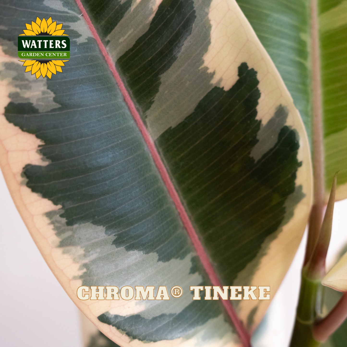 Chroma® Tineke