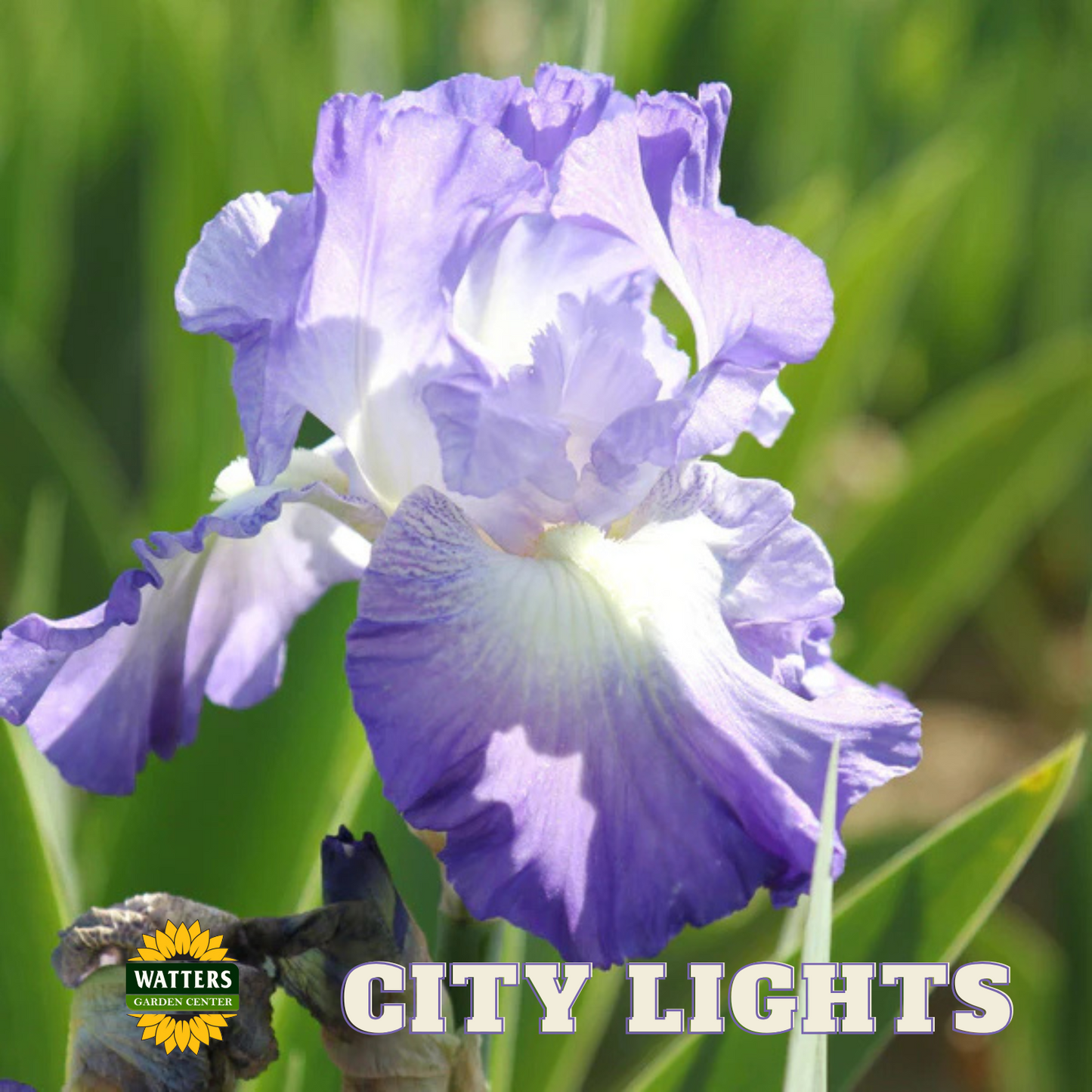 City Lights Bearded Iris - Reblooming