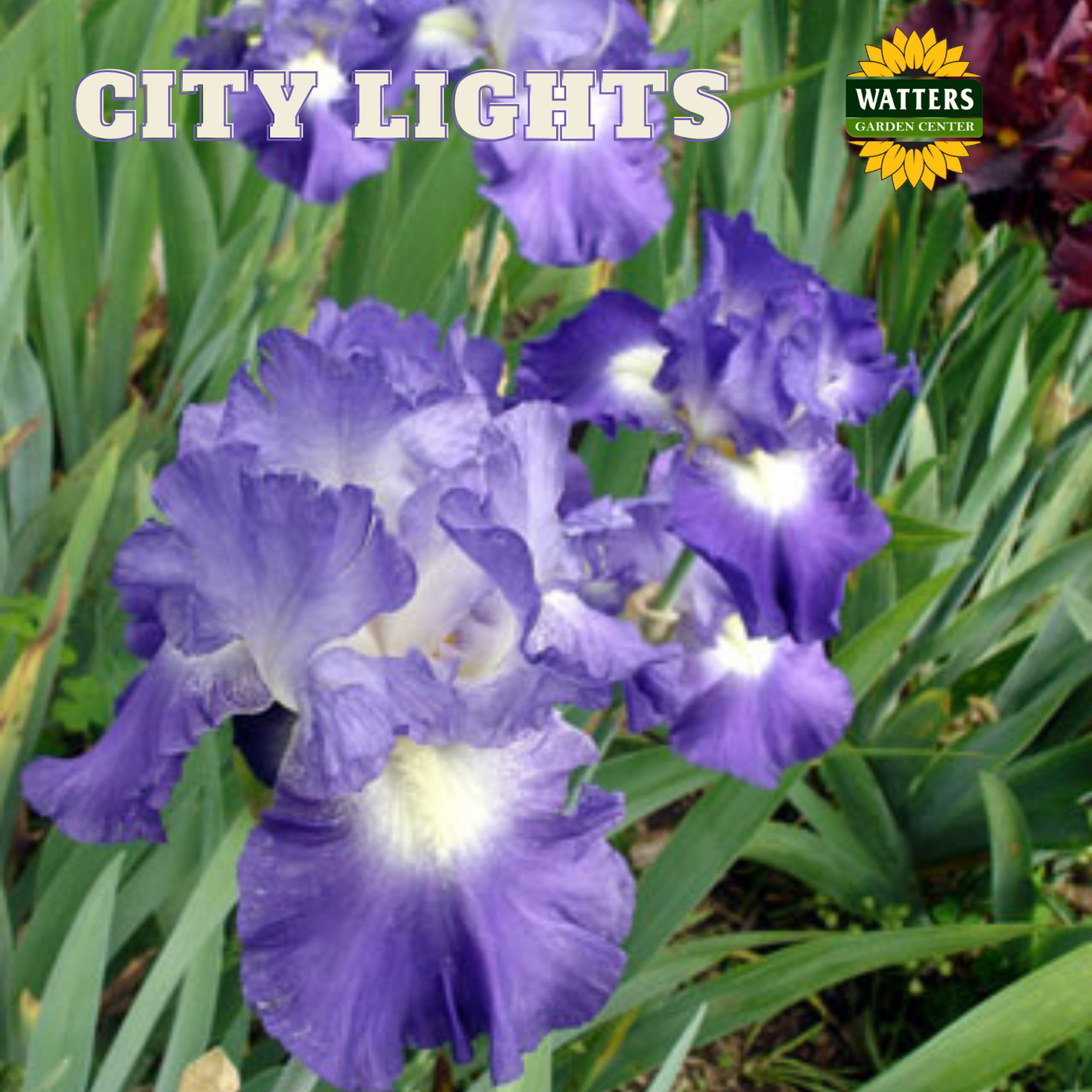 City Lights Bearded Iris - Reblooming