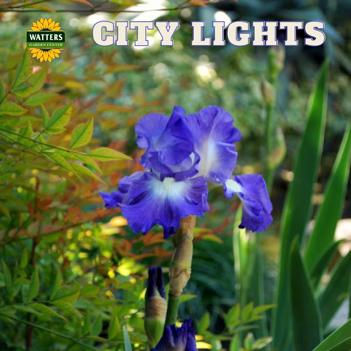 City Lights Bearded Iris - Reblooming