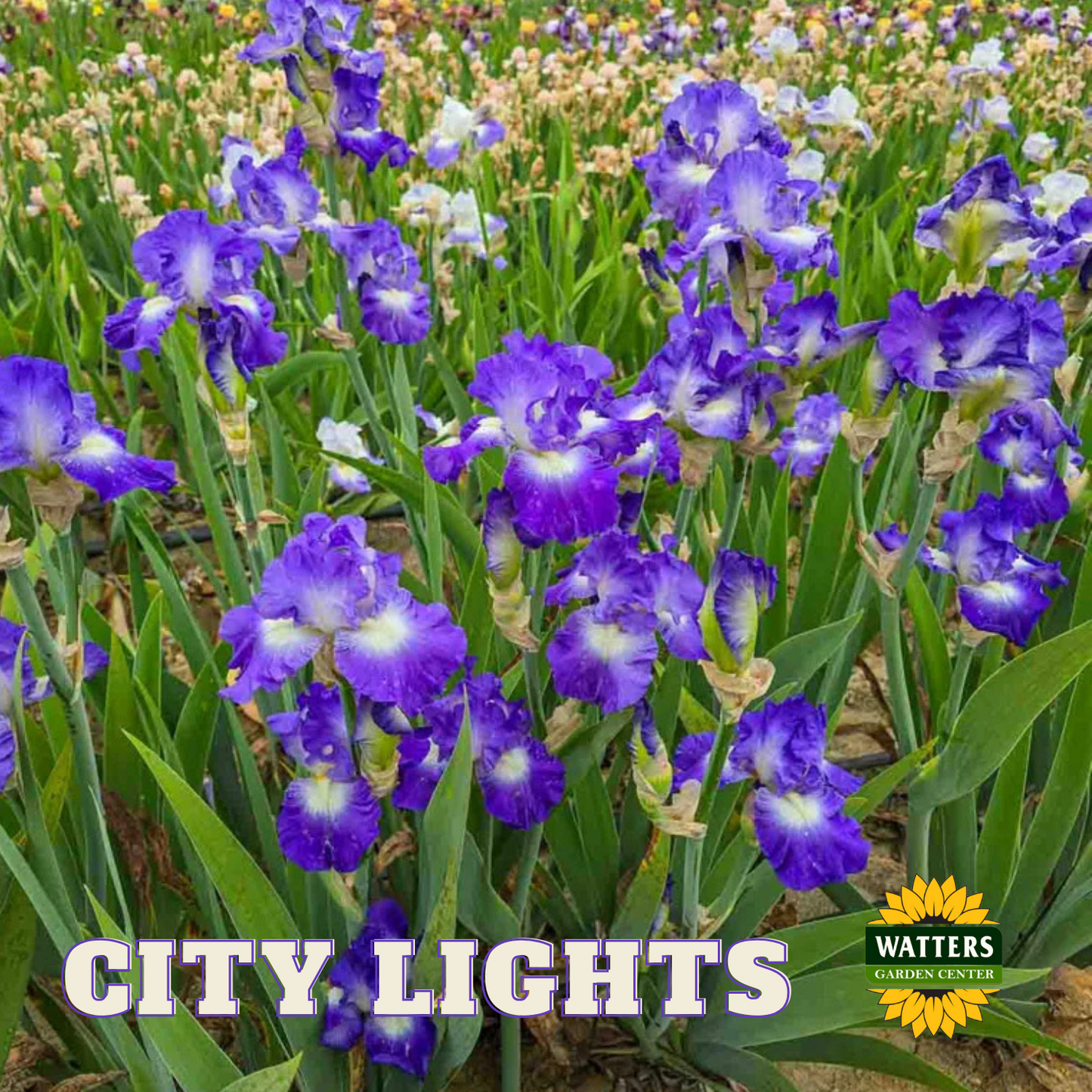 City Lights Bearded Iris - Reblooming