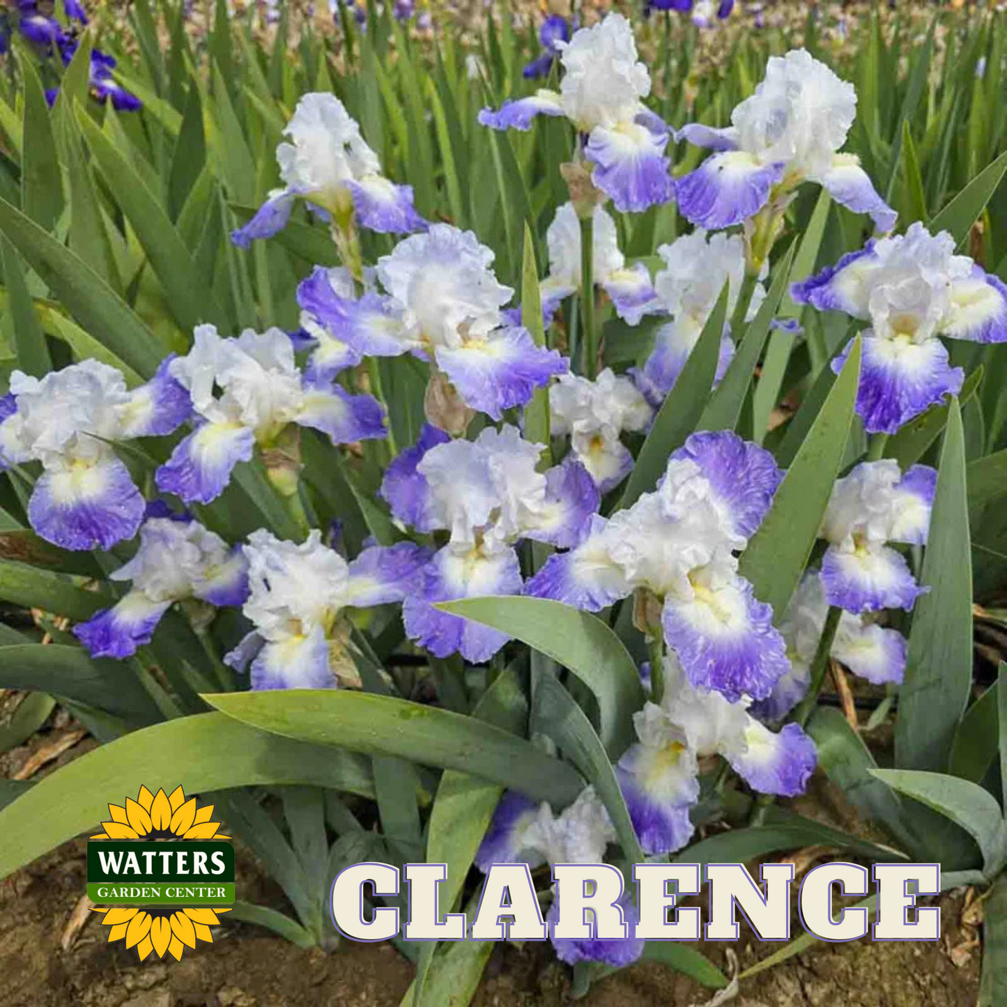 Clarence Bearded Iris - Reblooming