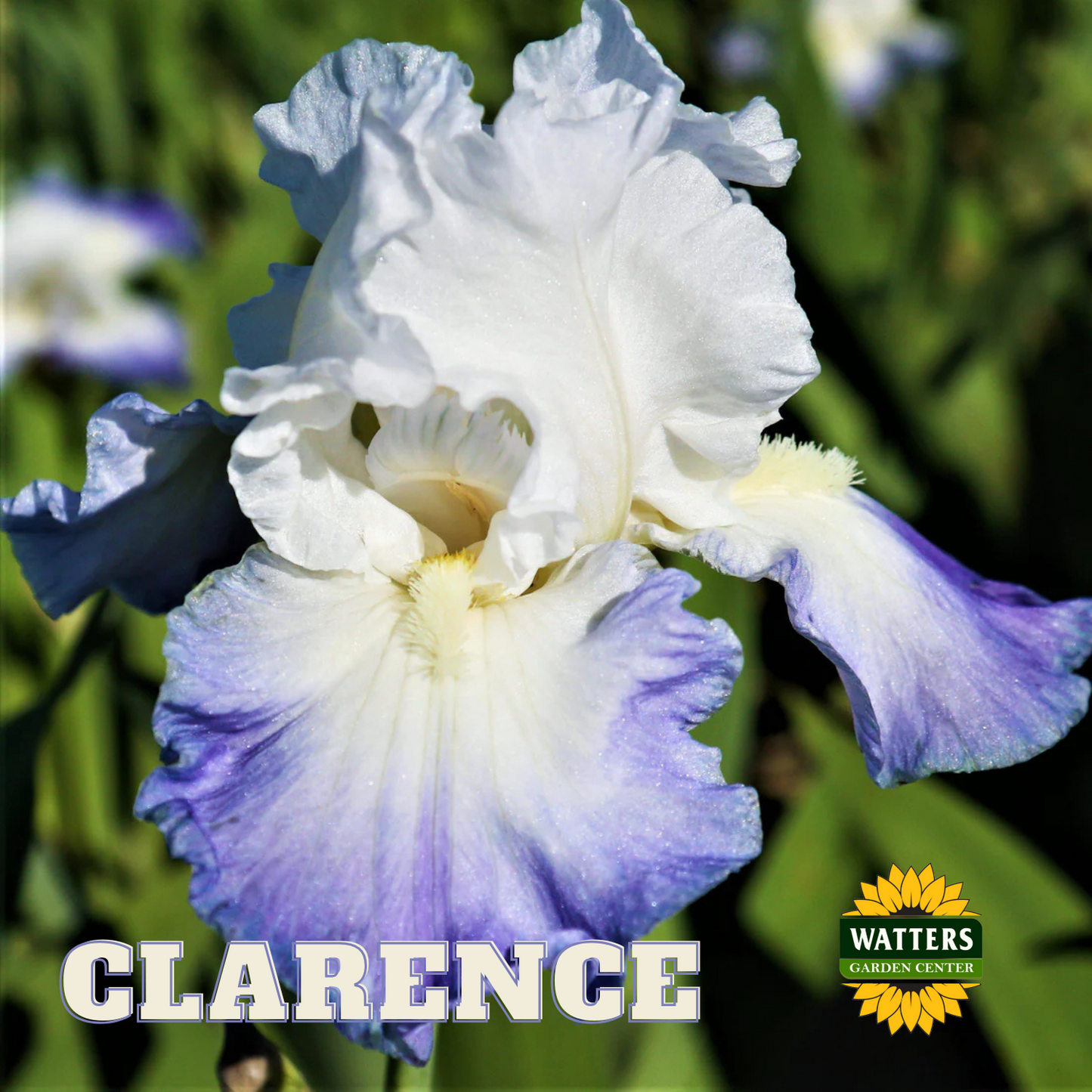 Clarence Bearded Iris - Reblooming