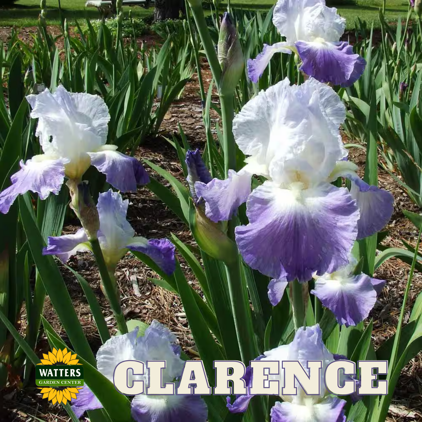 Clarence Bearded Iris - Reblooming