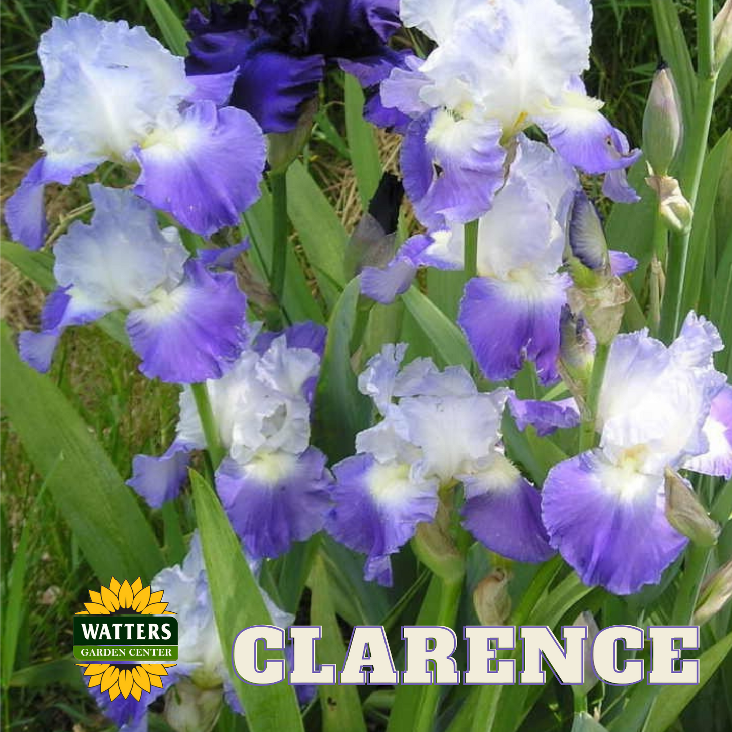 Clarence Bearded Iris - Reblooming
