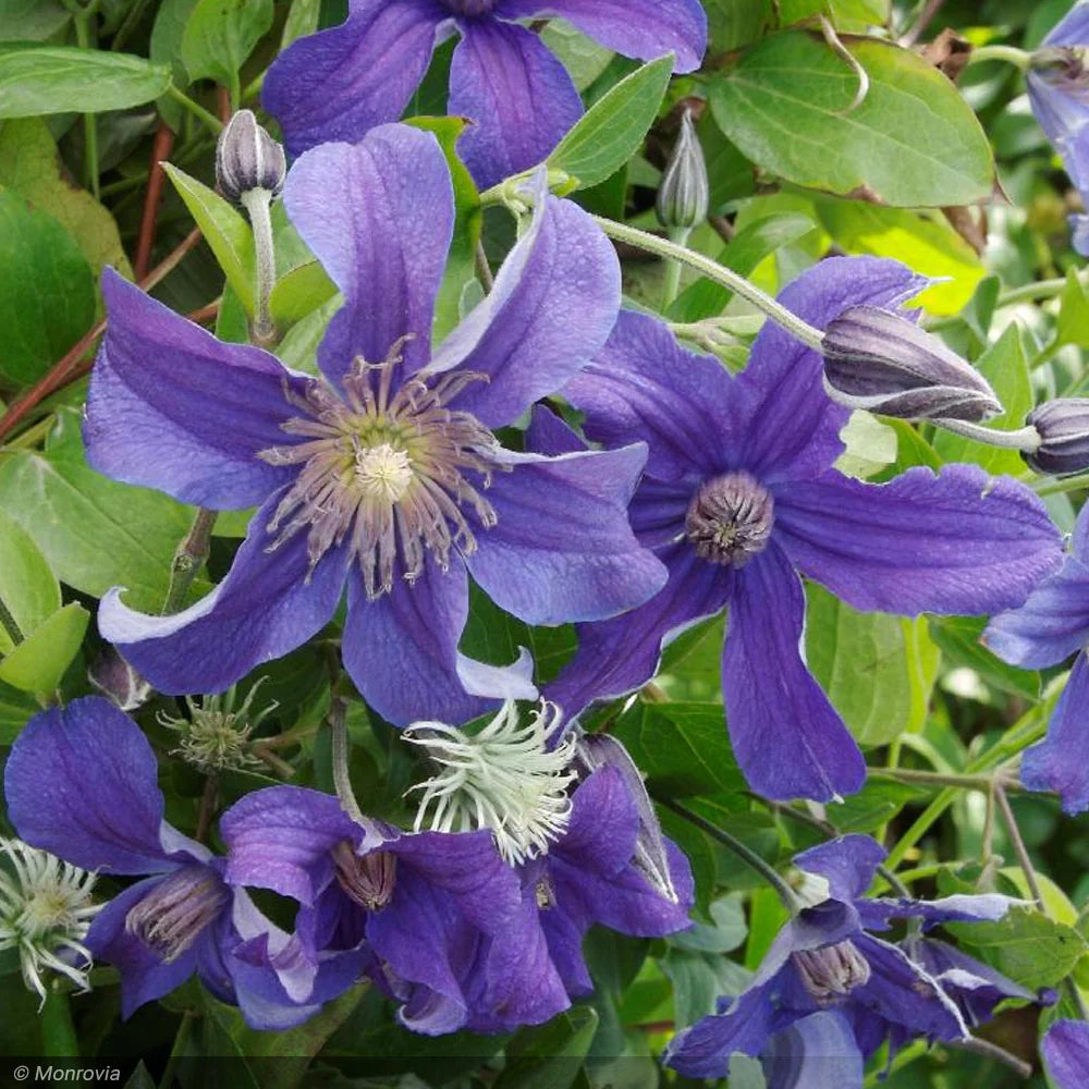 BOULEVARD SACHA CLEMATIS 2gal