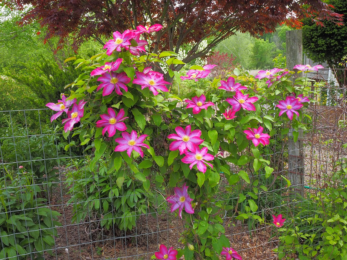 PINK CHAMPAGNE CLEMATIS 1gal