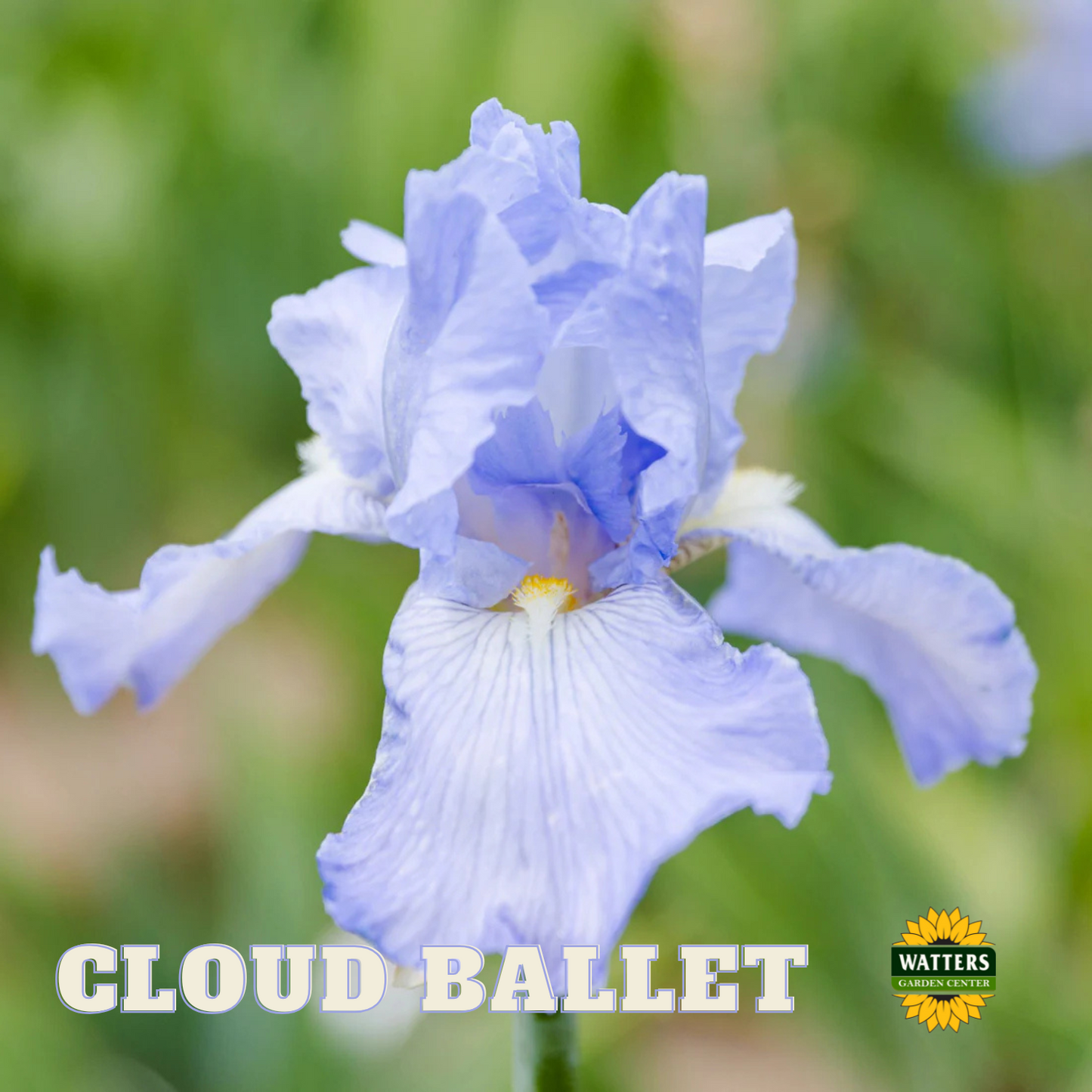 Cloud Ballet Bearded Iris - Reblooming