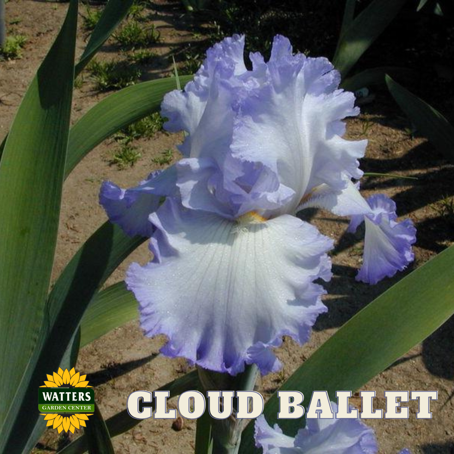 Cloud Ballet Bearded Iris - Reblooming