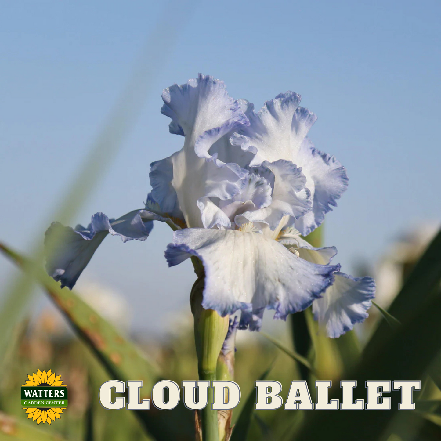 Cloud Ballet Bearded Iris - Reblooming