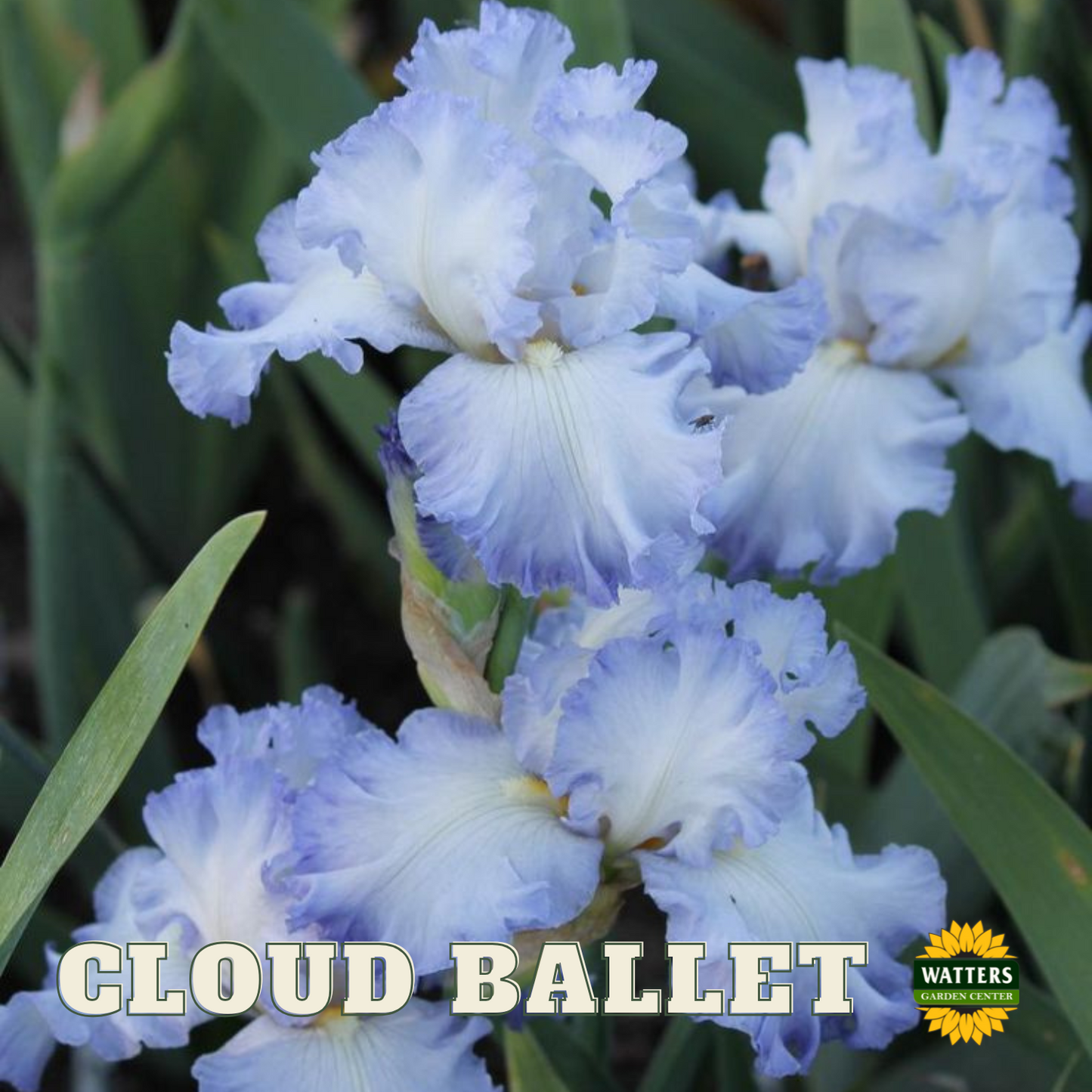 Cloud Ballet Bearded Iris - Reblooming
