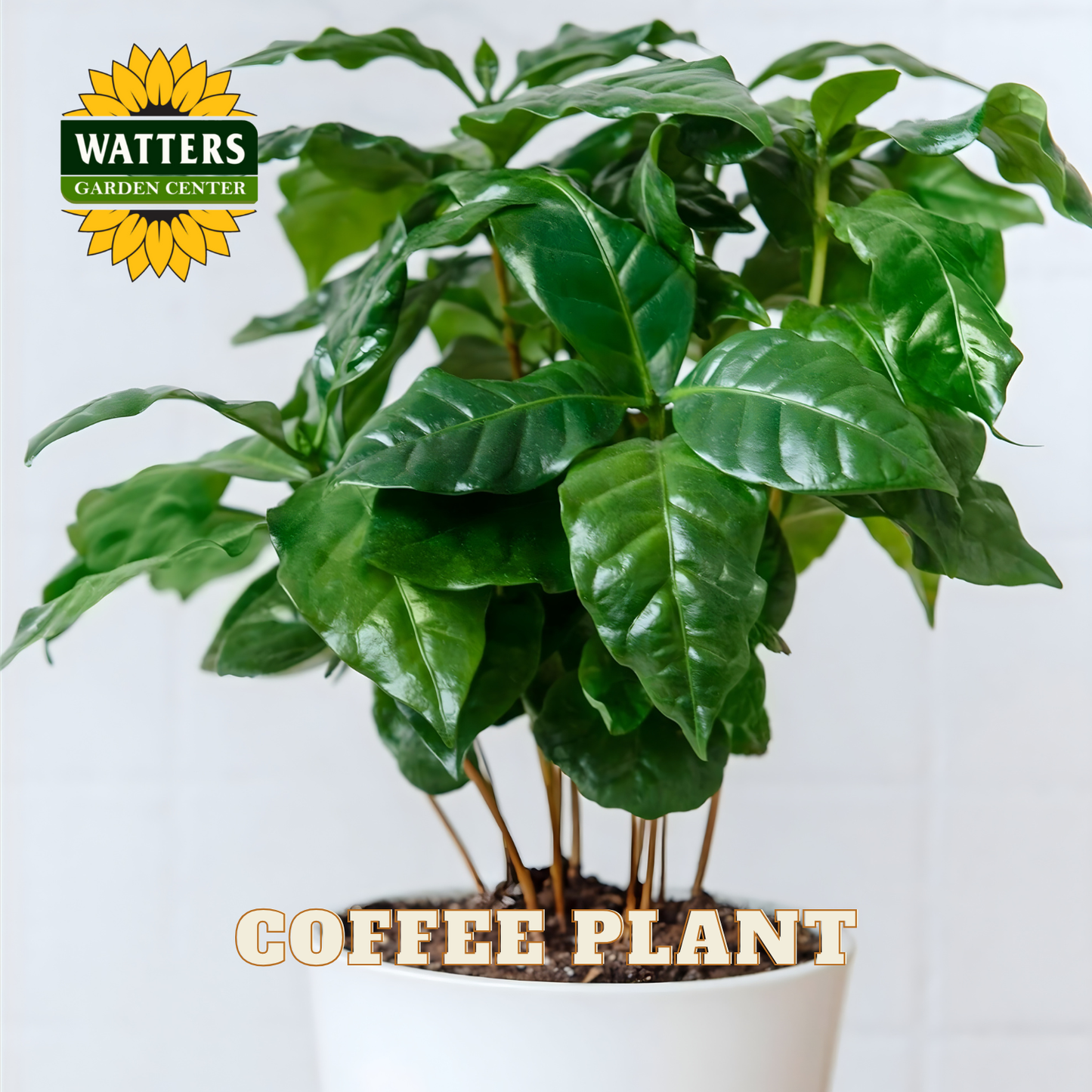 Potted coffee plant with Watters Garden Center logo on a light background