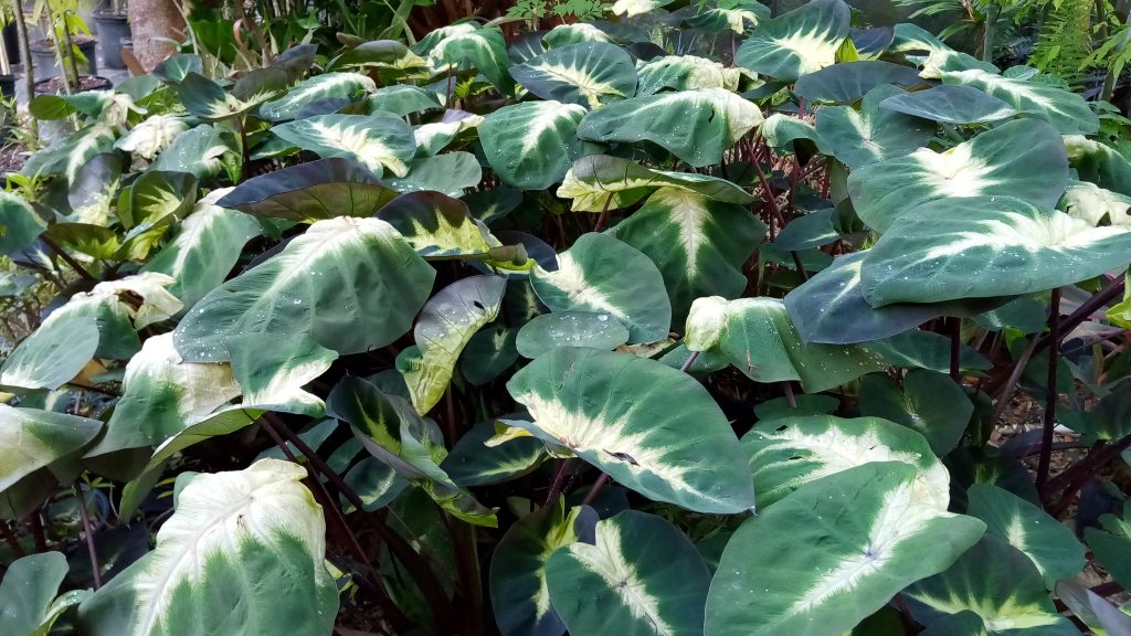 white elephant ears plant TROPICAL STORM ELEPHANT EAR 2gal