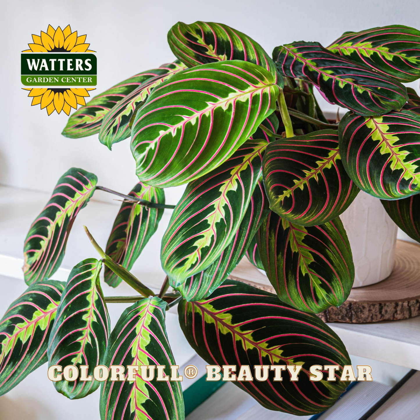 Colorful leaf plant with 'Watters Garden Center' logo and 'Colorful Beauty Star' text.