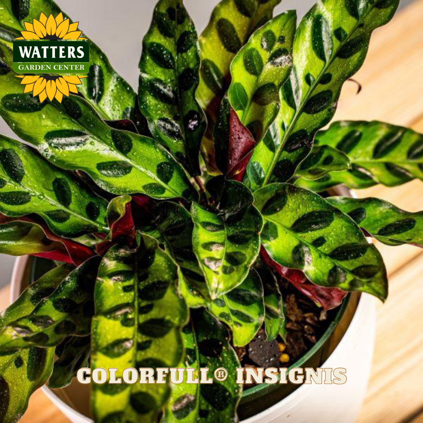 Potted plant with green leaves and black spots, branded 'Watters Garden Center'.