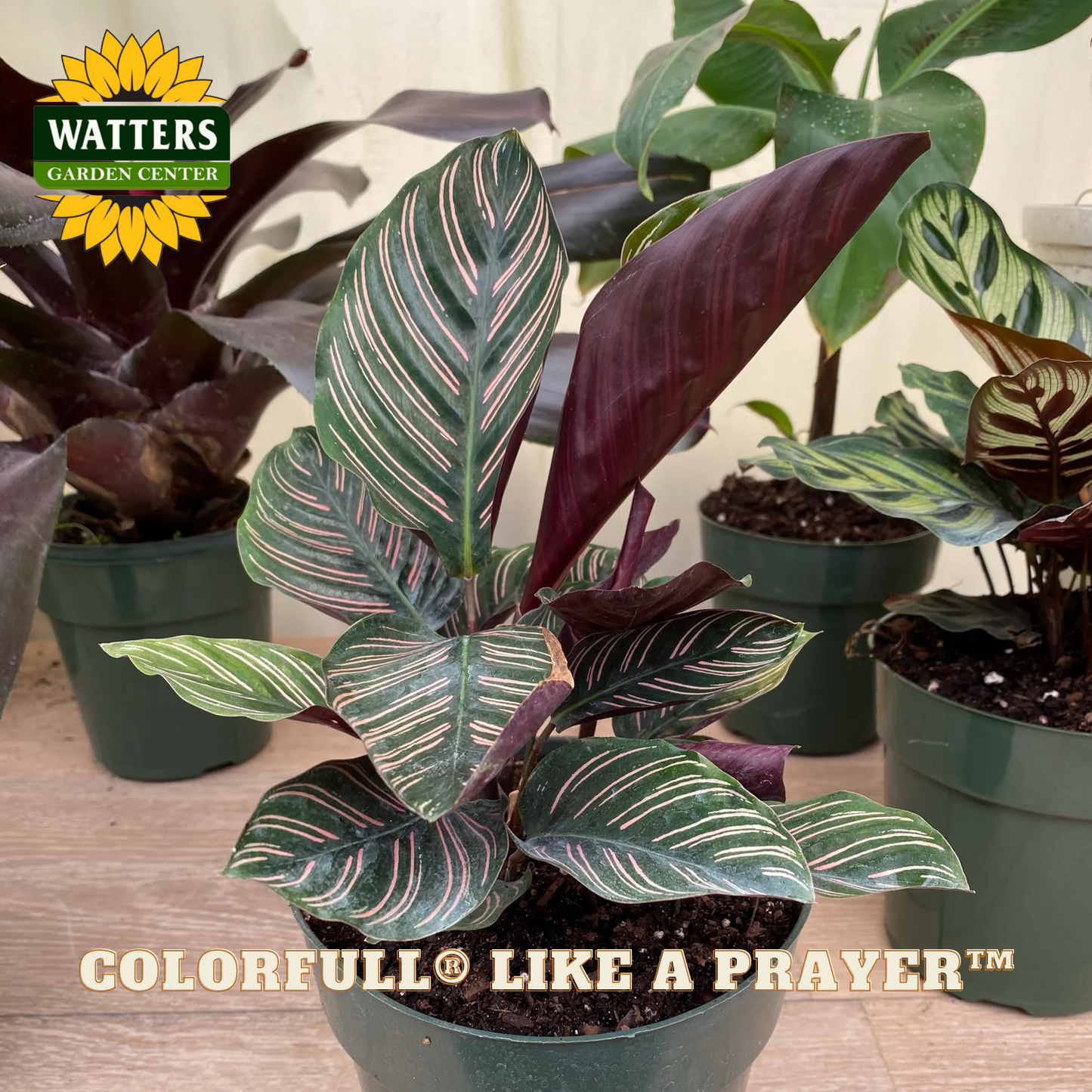 Potted plant with striped leaves on a wooden surface, surrounded by other plants, with Watters Garden Center branding.