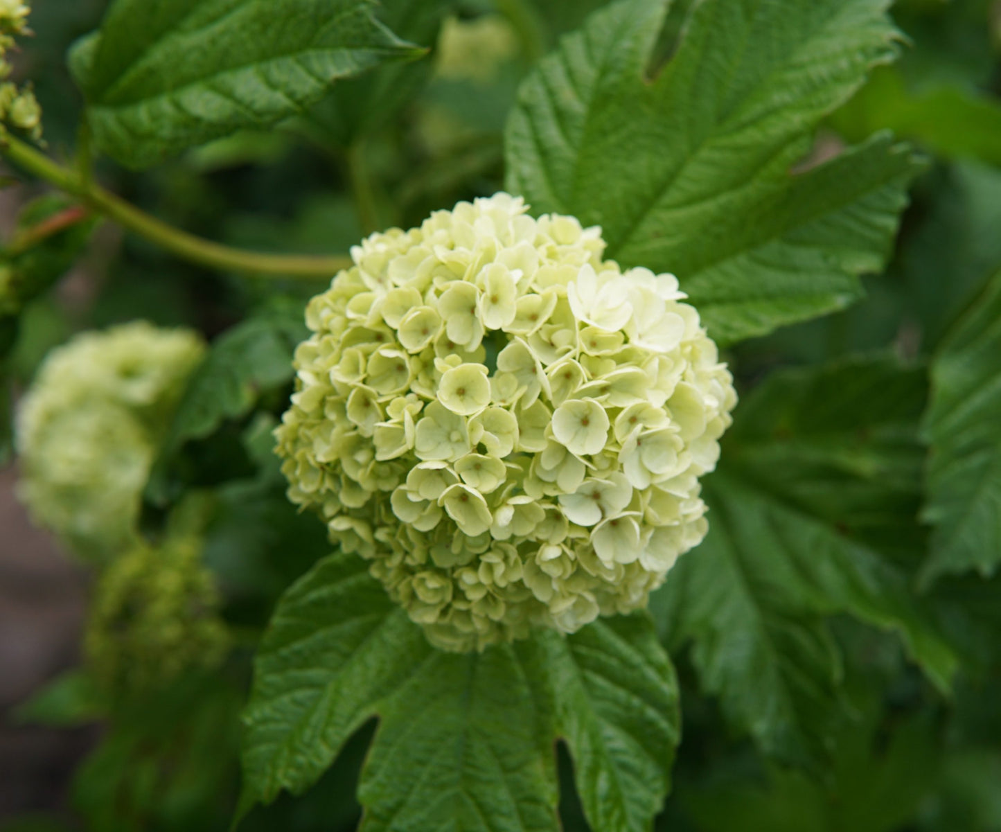 SNOWBALL VIBURNUM 2gal