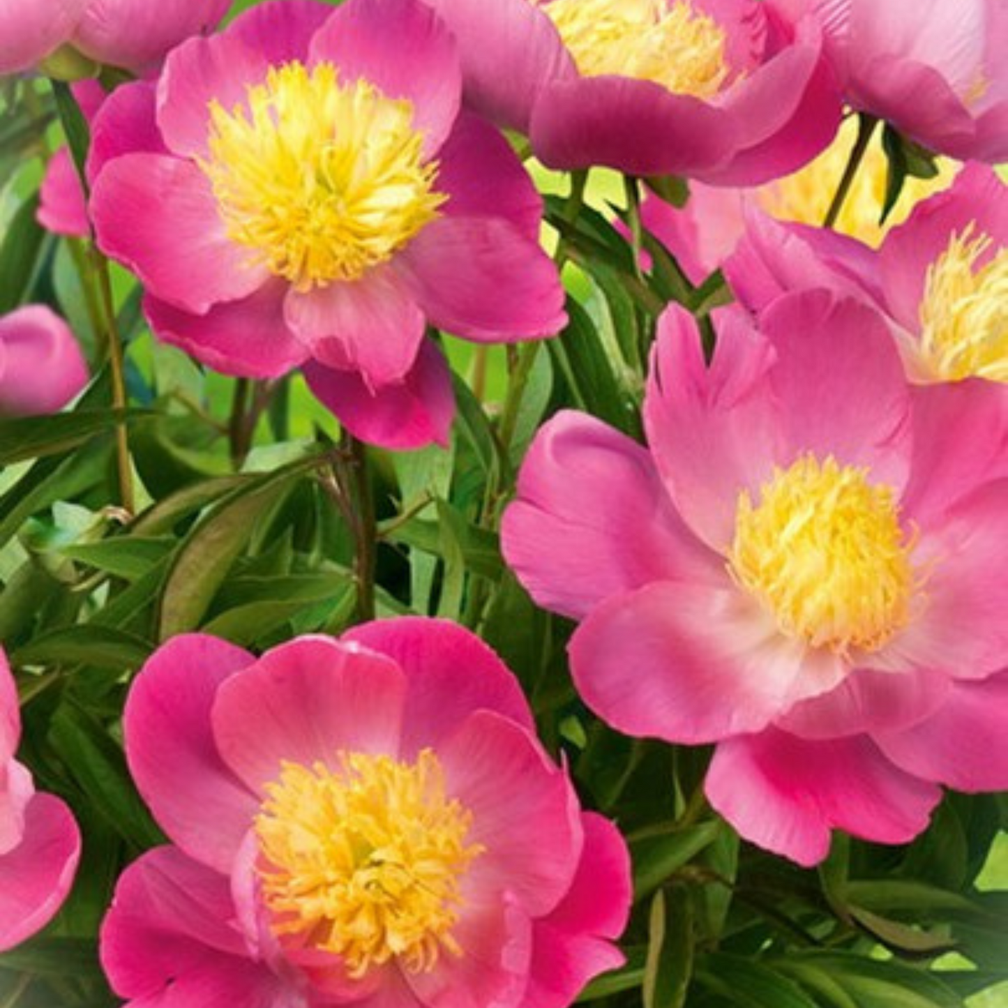 KIEV COMPACT PEONY 3gal