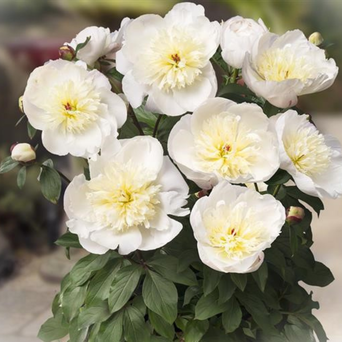 MADRID COMPACT PEONY 3gal