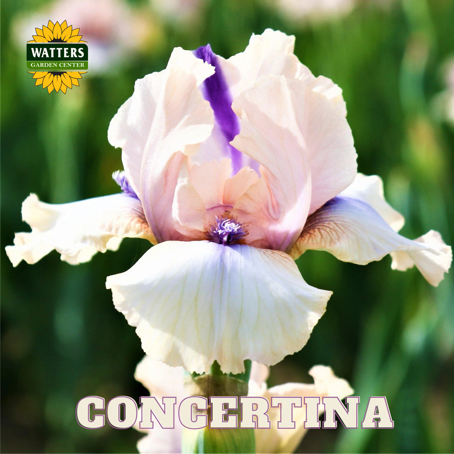 Concertina Bearded Iris - Reblooming