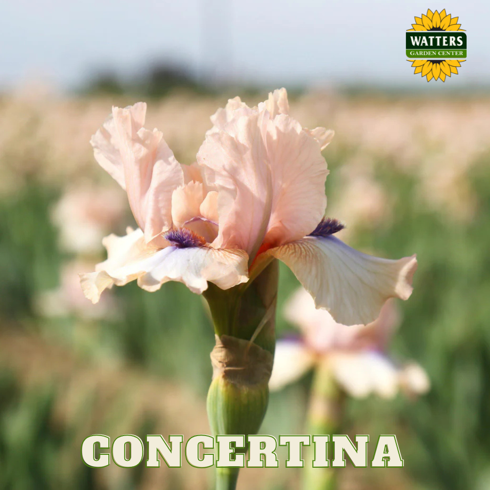 Concertina Bearded Iris - Reblooming