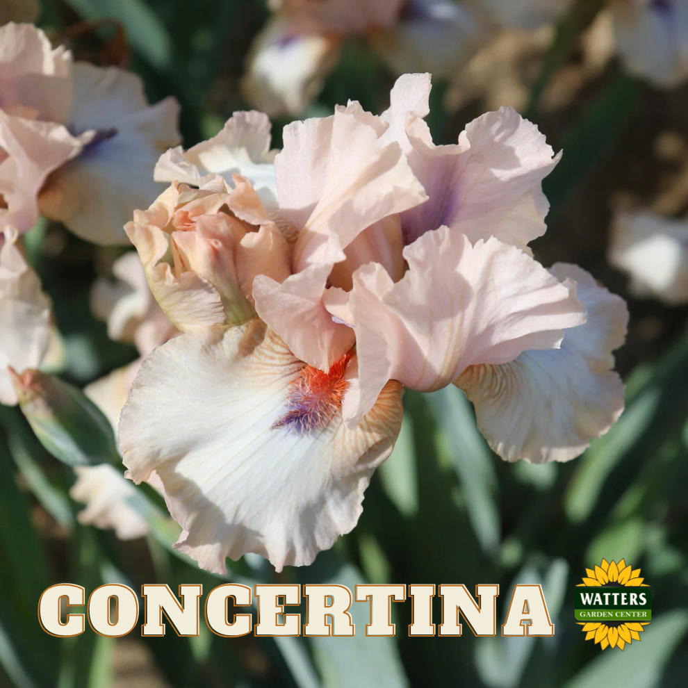 Concertina Bearded Iris - Reblooming