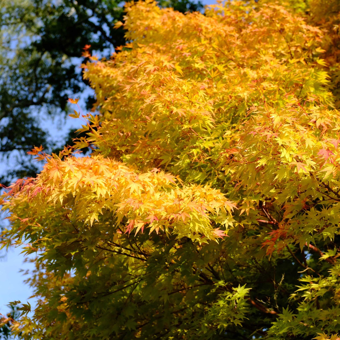 CORAL BARK JAPANESE MAPLE 2gal