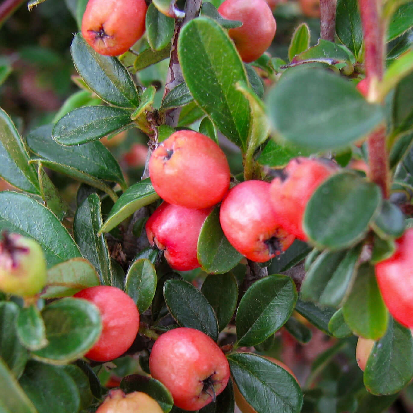 CORAL BEAUTY COTONEASTER 2gal