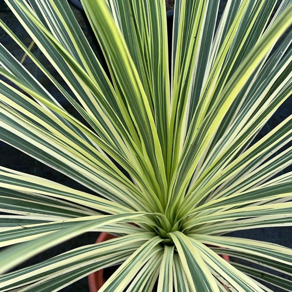 LIME PASSION CORDYLINE 1gal