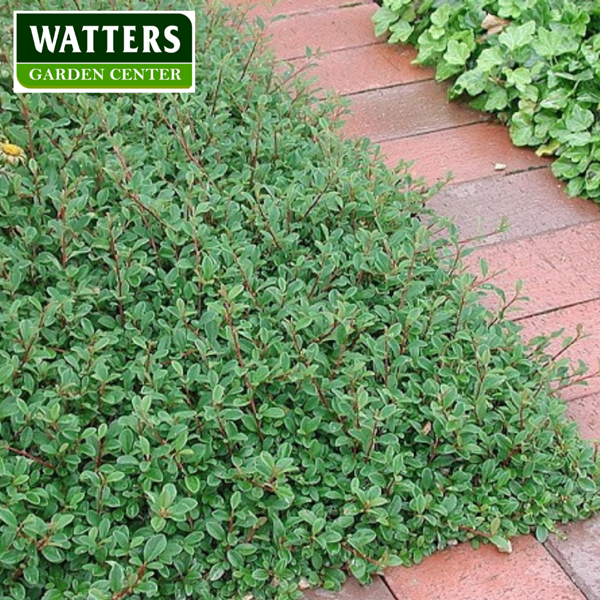 STREIBS FINDLING COTONEASTER 2gal