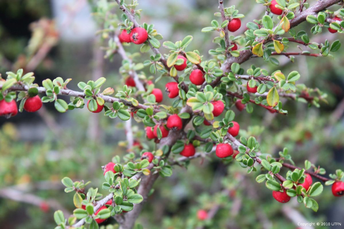CORAL BEAUTY COTONEASTER 2gal