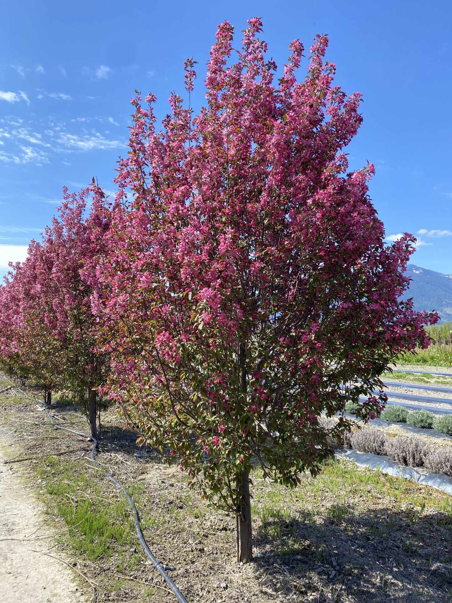 COURAGEOUS CRABAPPLE TREE 10gal