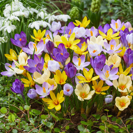 Chrysanthus Mix Crocus