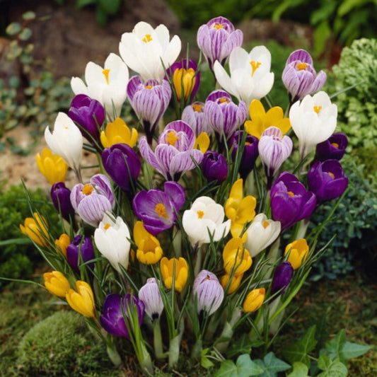 Large Flowering Mix Crocus