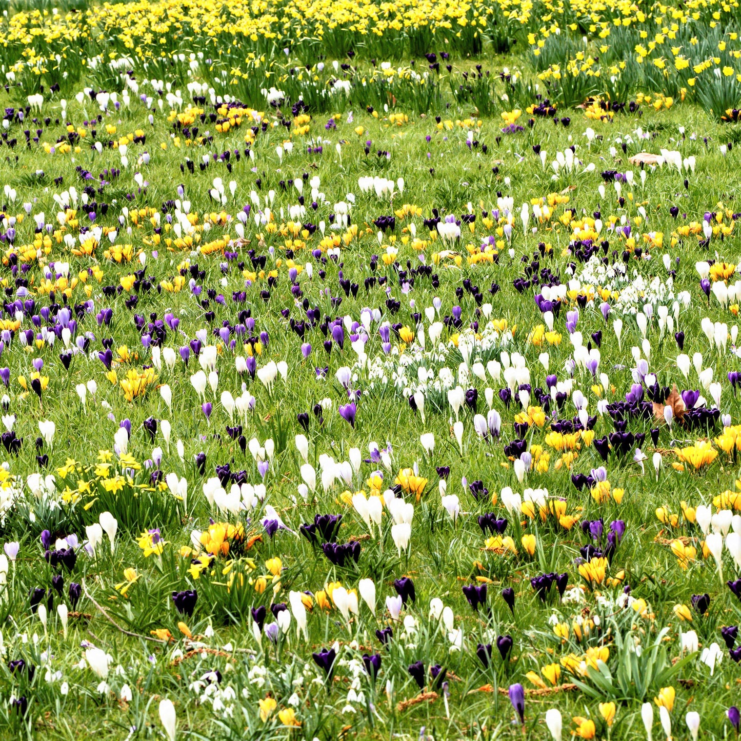Large Flowering Mix Crocus