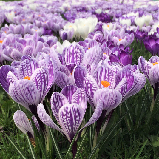 King of the Striped Crocus