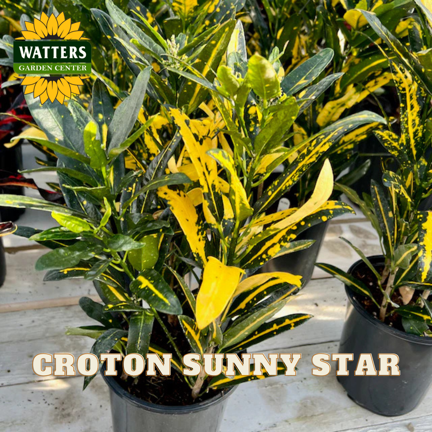 Sunny Star Croton