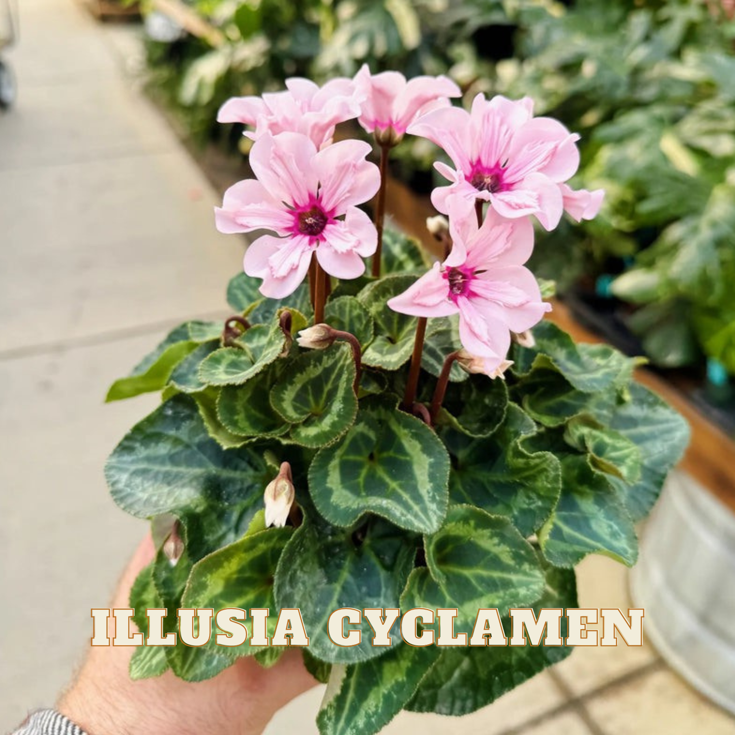 Hand holding a potted plant with pink flowers labeled 'Illusia Cyclamen'.