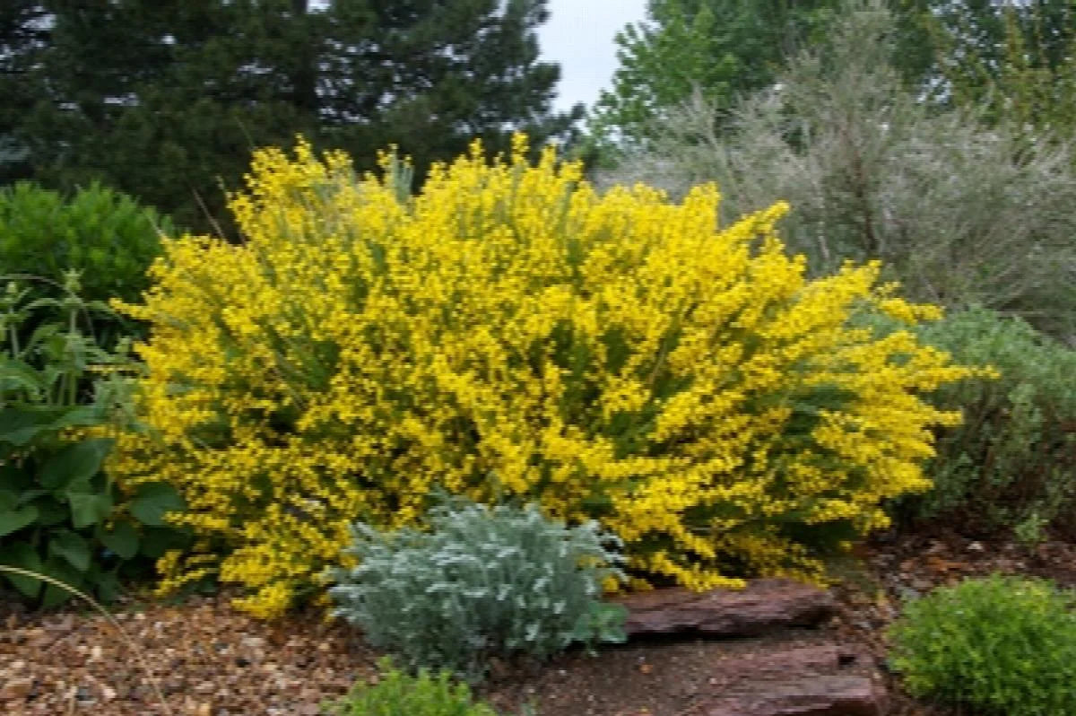 SPANISH BROOM 5gal