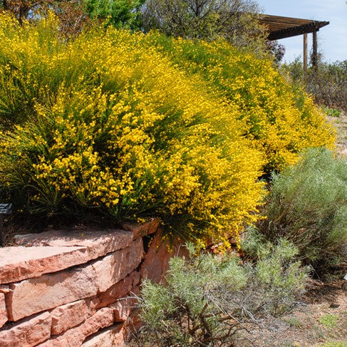 SPANISH BROOM 5gal